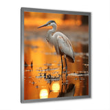 Portrait Of White Heron Wildlife Photography - Heron Wall Decor