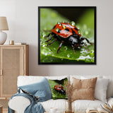 Portrait Of Lady Bug Macro Photography - Insects & Bugs Framed Canvas Art