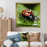 Portrait Of Lady Bug Macro Photography - Insects & Bugs Framed Canvas Art