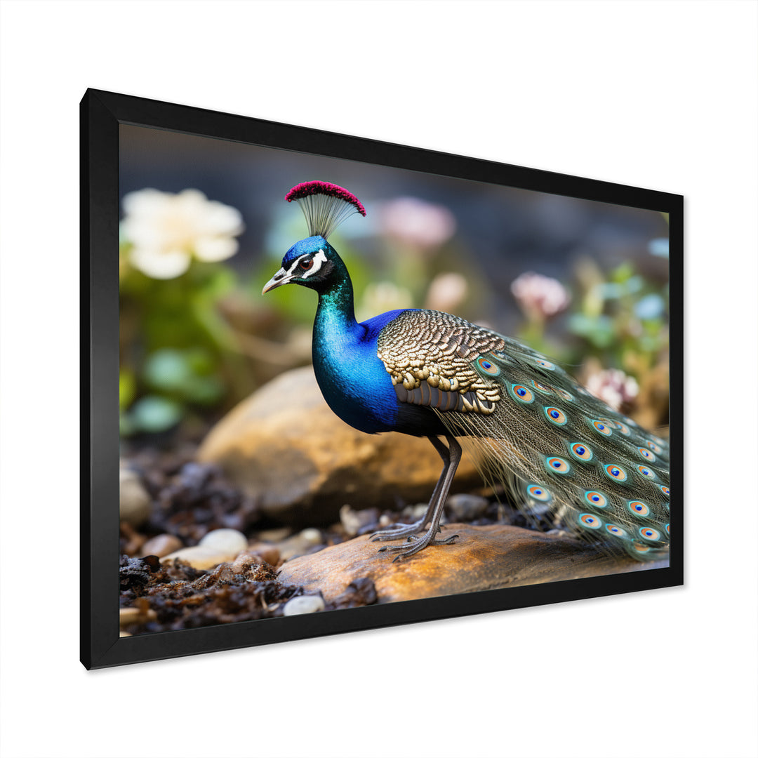 Photography Portrait Of Blue Peacock - Peacock Framed Canvas Art