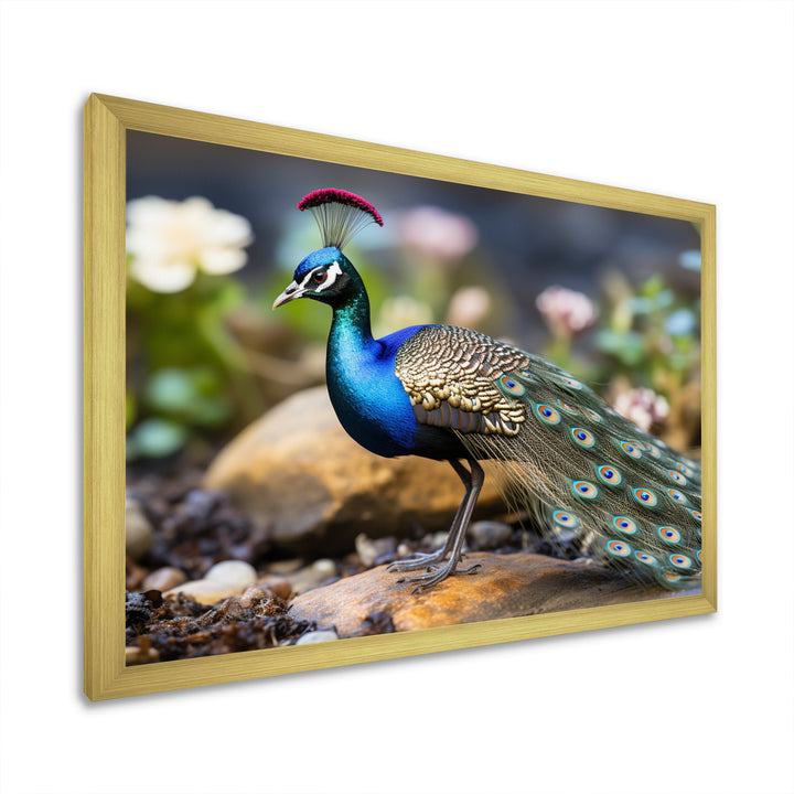 Photography Portrait Of Blue Peacock - Peacock Framed Canvas Art