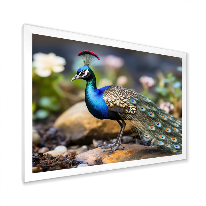 Photography Portrait Of Blue Peacock - Peacock Framed Canvas Art