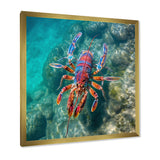 Purple Majestic Lobster Turquoise Tropical Water - Marine Animals Wall Art Prints