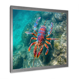 Purple Majestic Lobster Turquoise Tropical Water - Marine Animals Wall Art Prints
