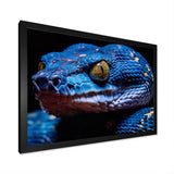 Blue Anaconda Snake Wildlife Photography - Blue Snake Wall Art
