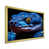 Blue Anaconda Snake Wildlife Photography - Blue Snake Wall Art