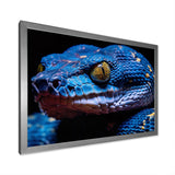 Blue Anaconda Snake Wildlife Photography - Blue Snake Wall Art
