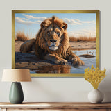 Lion Resting By The Water Pool - Lion Wall Art Prints
