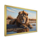 Lion Resting By The Water Pool - Lion Wall Art Prints