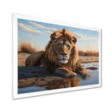 Lion Resting By The Water Pool - Lion Wall Art Prints