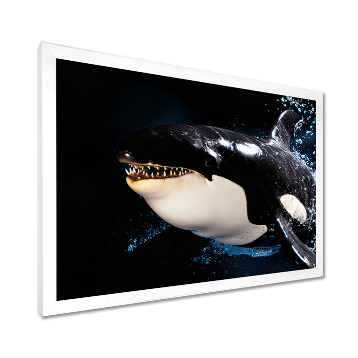 Smiling Deep Sea Orka - Coastal Animal Large Canvas Wall Art