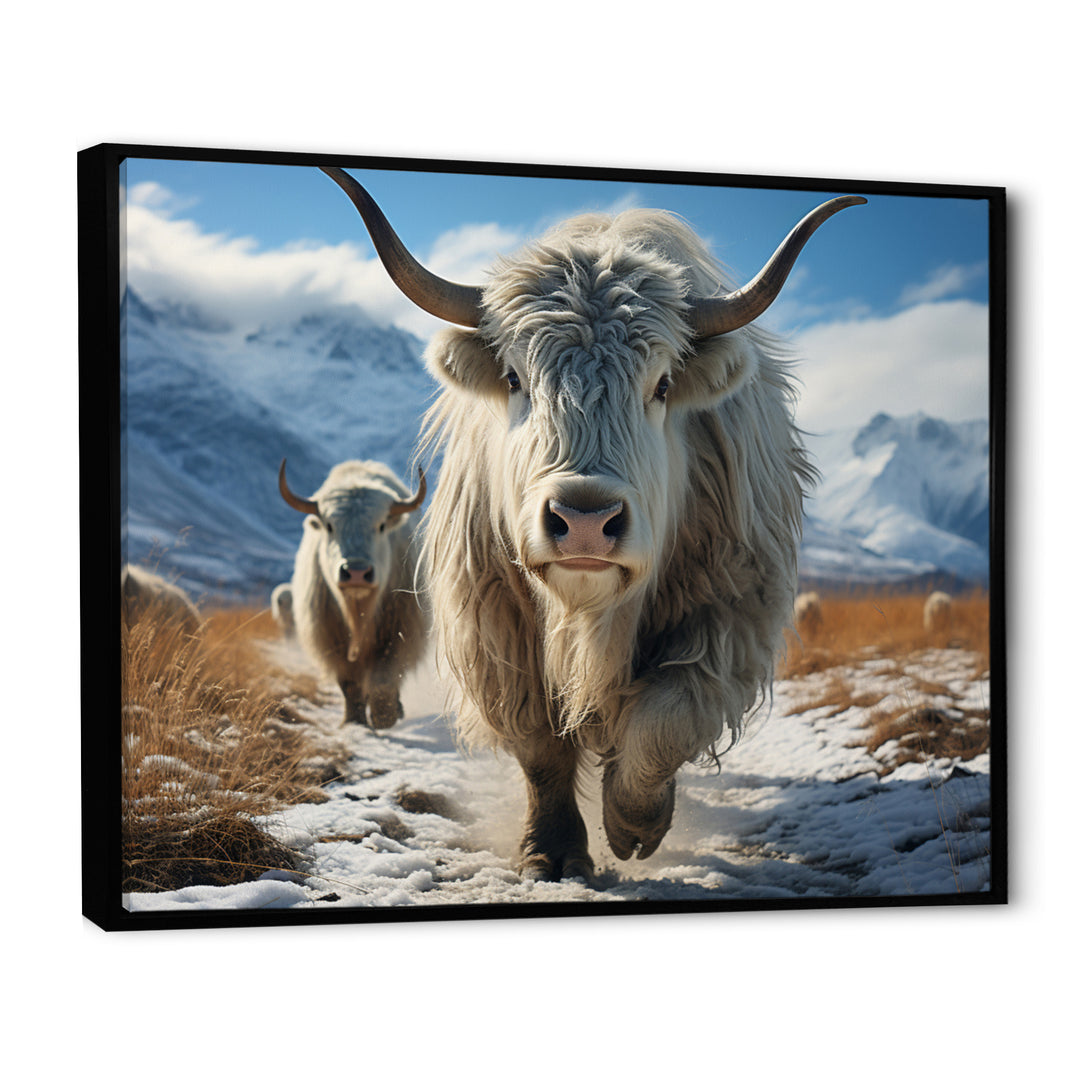 Yaks Majestic In Winter - Yaks Wall Art Prints