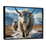 Yaks Majestic In Winter - Yaks Wall Art Prints