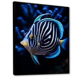 Coral Butterflyfish Indigo Intensity And Ivory - Butterfly Fish Wall Art Prints