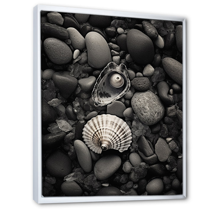 Monochrome Seashells &amp; Stones - Gray Seashell Wall Art