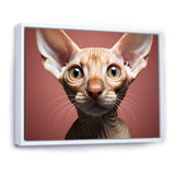 Peterbald Playfulness Cat Portrait - Cat Bedroom Wall Art