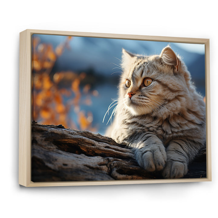 Cat Scottish Fold Serenity - Cat Living Room Wall Art