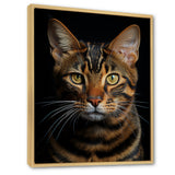 Cat Toyger Tigress Portrait - Brown Cat Wall Art
