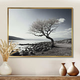 Beautiful Tree Black And White Lake Photography - Cottage Canvas Wall Art