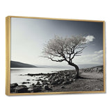 Beautiful Tree Black And White Lake Photography - Cottage Canvas Wall Art