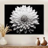 Dahlia In Monochrome Black And White - Floral Canvas Wall Art