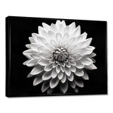 Dahlia In Monochrome Black And White - Floral Canvas Wall Art