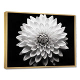 Dahlia In Monochrome Black And White - Floral Canvas Wall Art