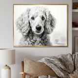Poodle Pizazz - Dog Wall Art Prints