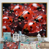 Dreamy Ladybug Reflections - Ladybug Wall Art Prints