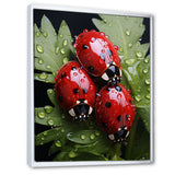 Tiny Ladybug Garden Guardians - Ladybug Canvas Wall Art