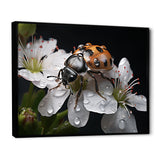 Nature S Mystery Blooming Ladybug - Ladybug Wall Art Prints