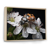 Nature S Mystery Blooming Ladybug - Ladybug Wall Art Prints