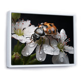 Nature S Mystery Blooming Ladybug - Ladybug Wall Art Prints