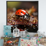 Lively Ladybug Reflections - Ladybug Framed Canvas Art
