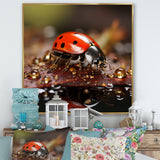 Lively Ladybug Reflections - Ladybug Framed Canvas Art