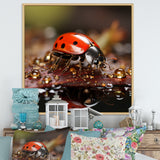 Lively Ladybug Reflections - Ladybug Framed Canvas Art