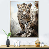 Majesty Leopard Gaze Of The Wild - Beige Leopard Wall Art