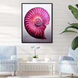 Magenta Marine Sea Sheel Spiral - Nautilus Bedroom Wall Art