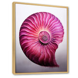 Magenta Marine Sea Sheel Spiral - Nautilus Bedroom Wall Art