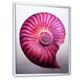 Magenta Marine Sea Sheel Spiral - Nautilus Bedroom Wall Art