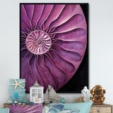 Nautilus Plum Shellfish - Purple Nautilus Wall Art