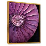 Nautilus Plum Shellfish - Purple Nautilus Wall Art