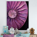 Nautilus Plum Shellfish - Purple Nautilus Wall Art