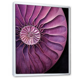 Nautilus Plum Shellfish - Purple Nautilus Wall Art