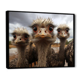 Monochrome Grey Ostriches Portrait - Beige Ostriches Wall Art