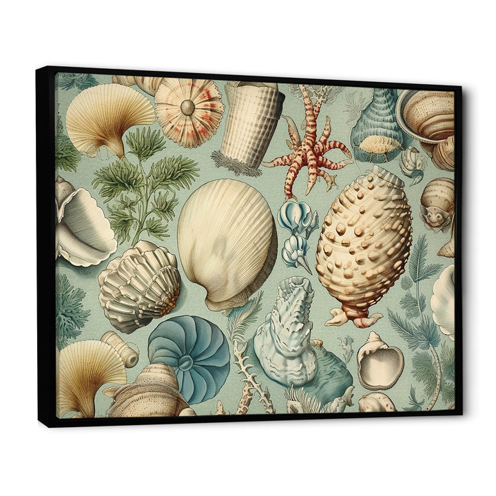 Vintage Seashell Treasures - Seashell Wall Art Prints