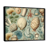 Vintage Seashell Treasures - Seashell Wall Art Prints