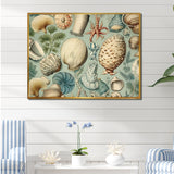 Vintage Seashell Treasures - Seashell Wall Art Prints