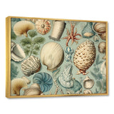 Vintage Seashell Treasures - Seashell Wall Art Prints