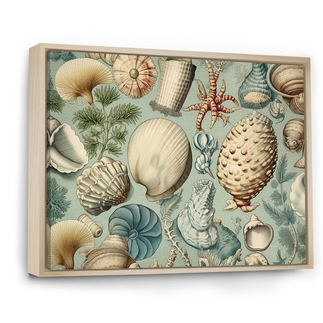 Vintage Seashell Treasures - Seashell Wall Art Prints